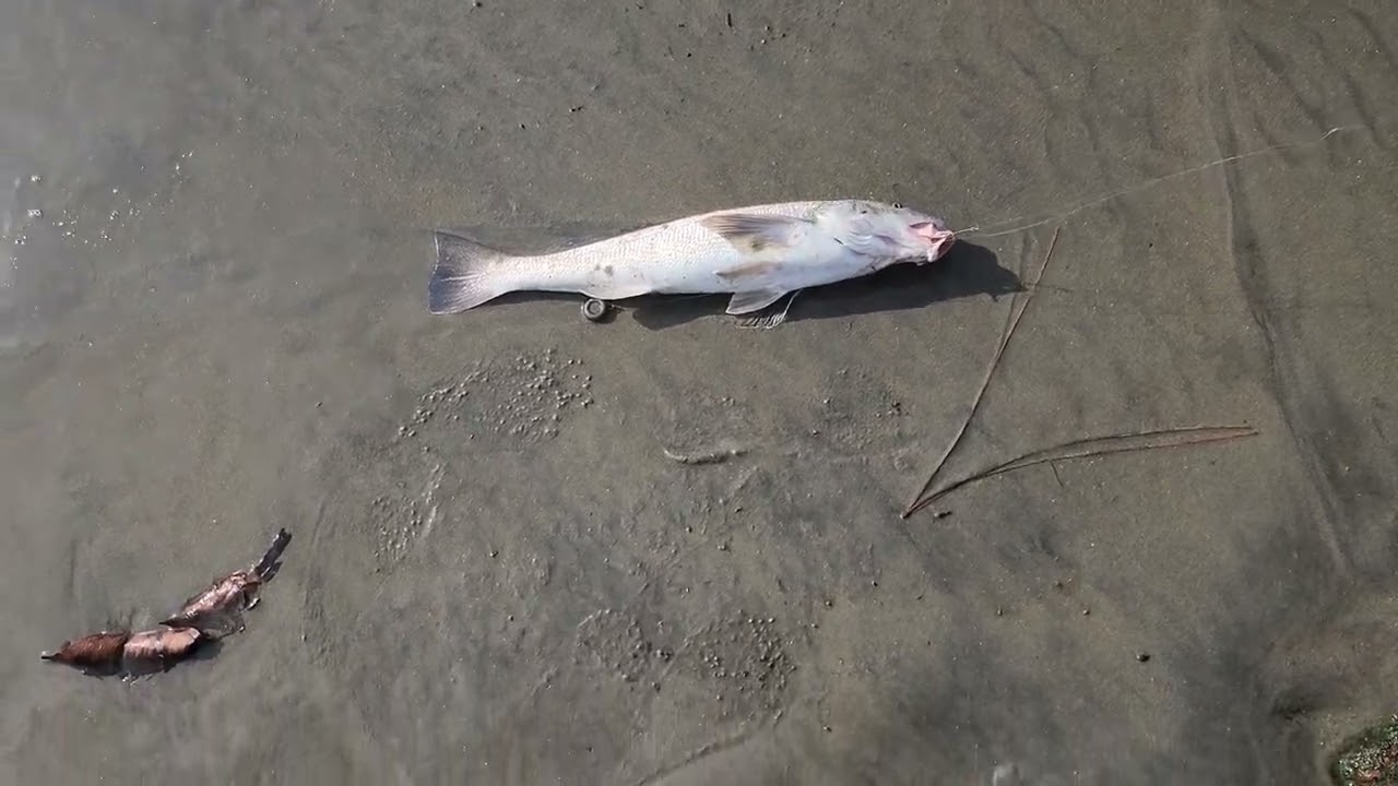 San gabriel river seal beach jetty fishing cot corbina,calorado lagoon,L.B California
