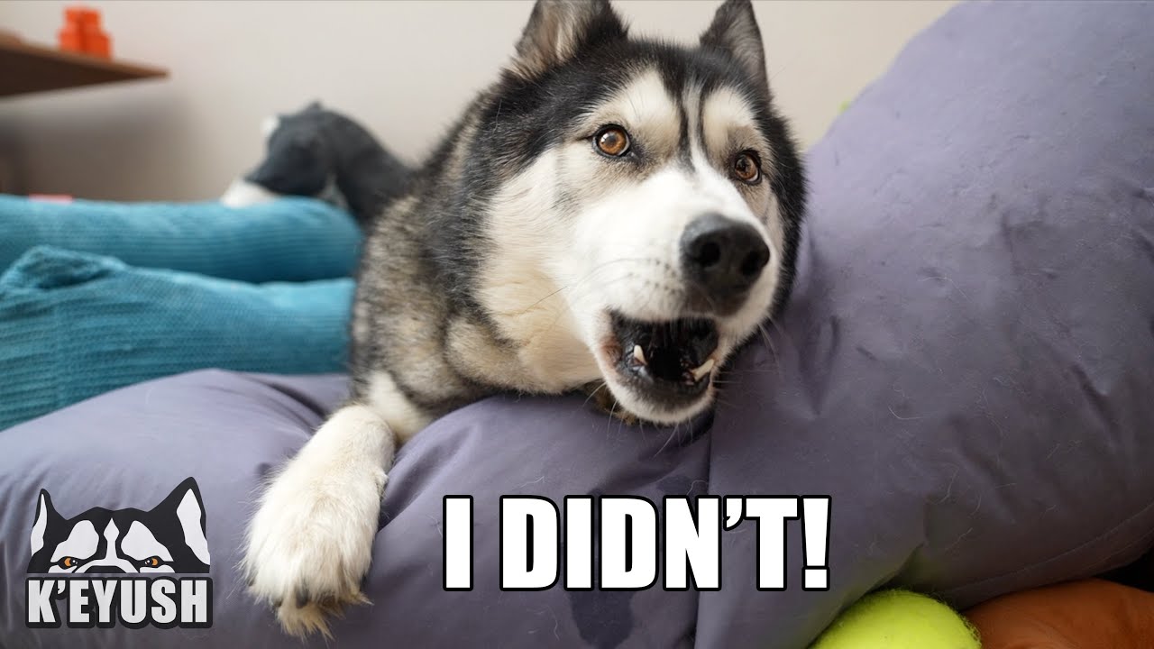 Husky Denies Making Hole in Beanbag And Won’t Let Me Check!