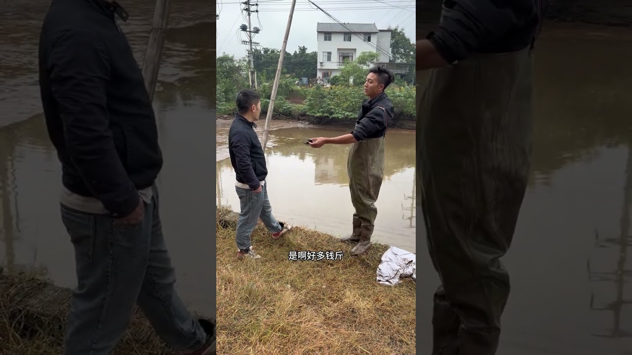 #户外#巧哥我们村有希望 #巧哥承包鱼塘 上一次要价一两万，自己放干卖不脱了还想高价卖给我，最后2,500成交今晚八点开启直播抓巨物！