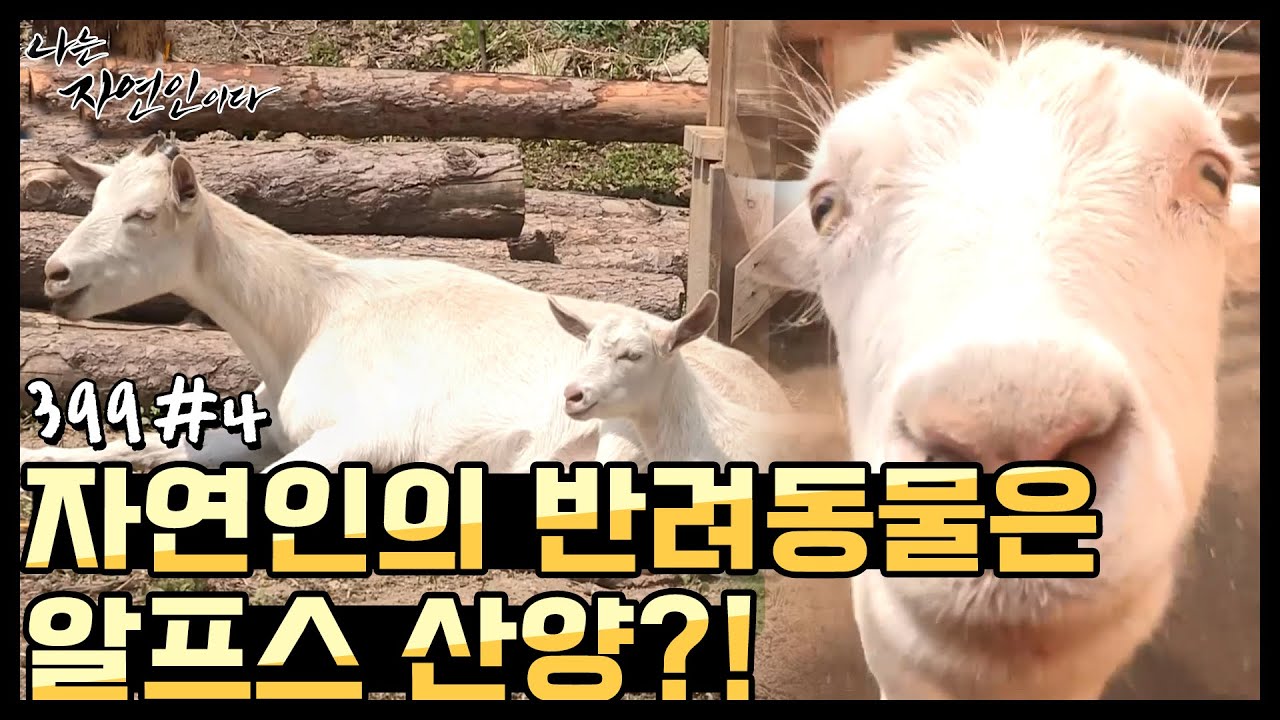 [자연인] 클라스가 다른 자연인의 반려동물은 알프스 산양?! (#4/5)