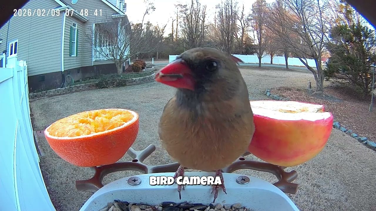 Action at the Feeder