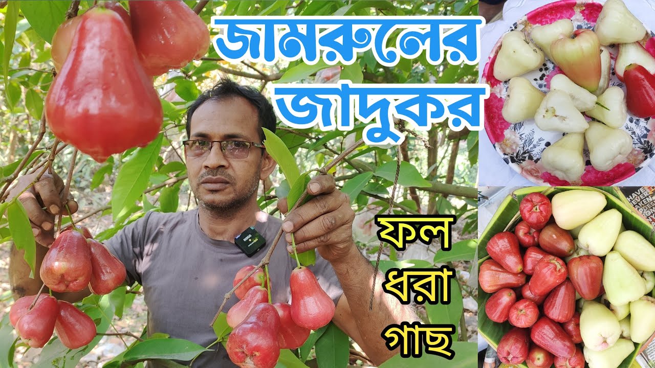 জামরুলের সম্ভার মিসাইল থেকে আপেল!||তাড়াতাড়ি চলে আসুন ফল ধরা গাছ পেয়ে যাবেন