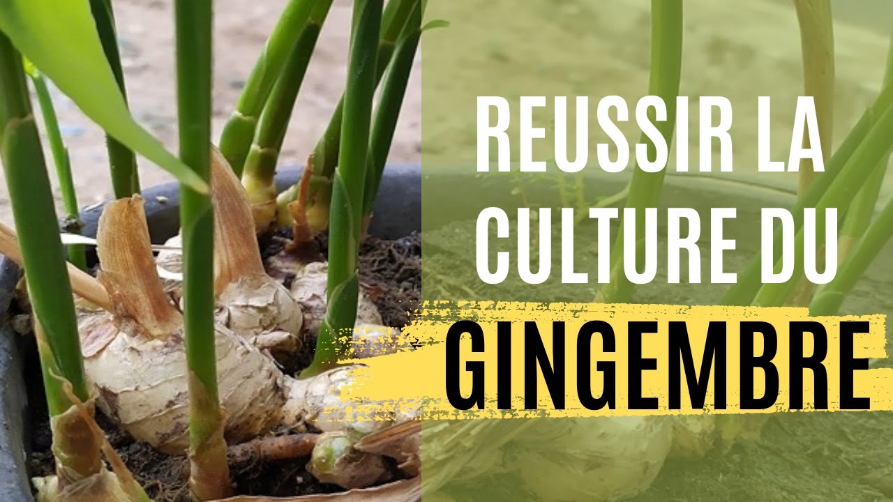 Cultiver le GINGEMBRE