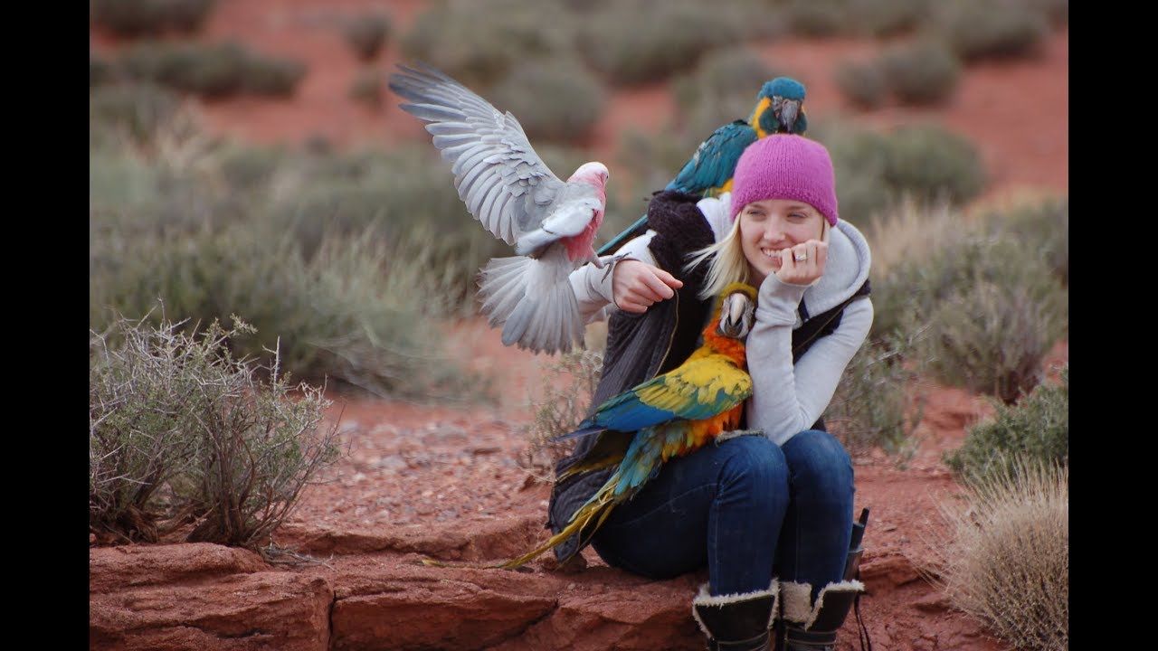How I Became a BIRD TRAINER! | How to Get Into Bird Training