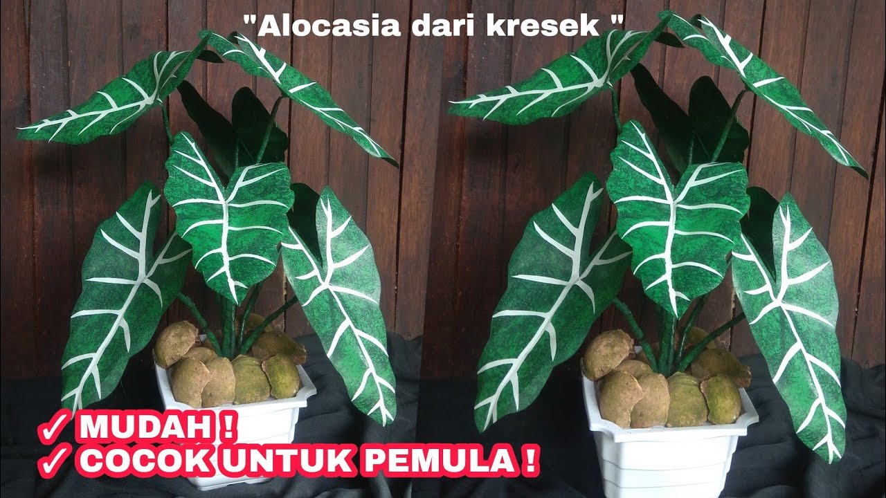 Cara membuat bunga keladi dari plastik kresek | DIY KELADI HIAS ALOCASIA DARI KRESEK