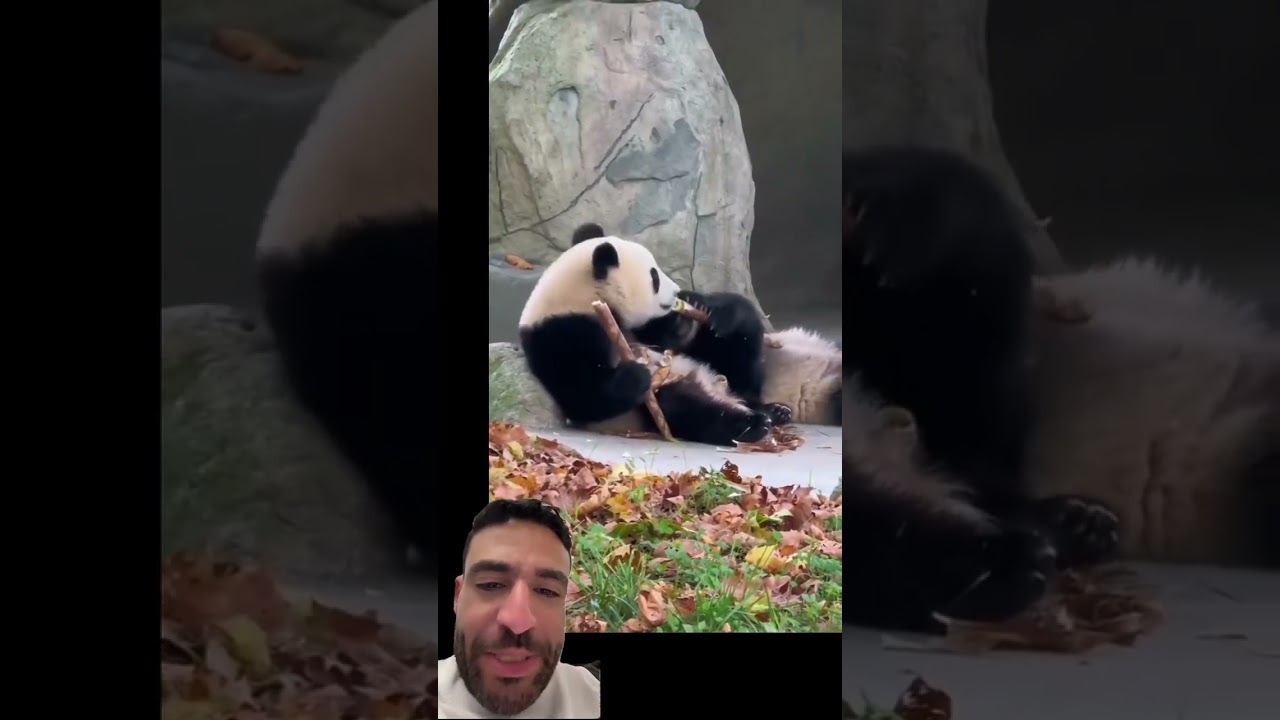 مالها حياة الباندا 🐼