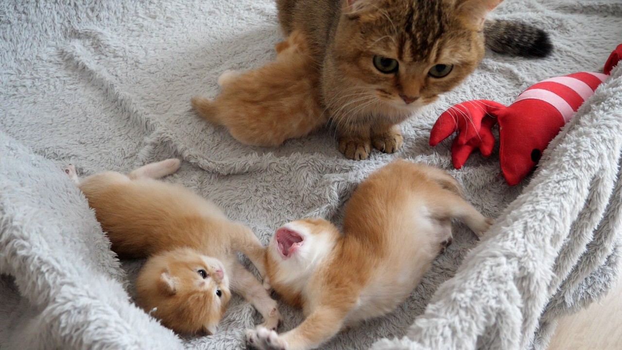 Charo's kittens Poco and Pino have contagious yawns!