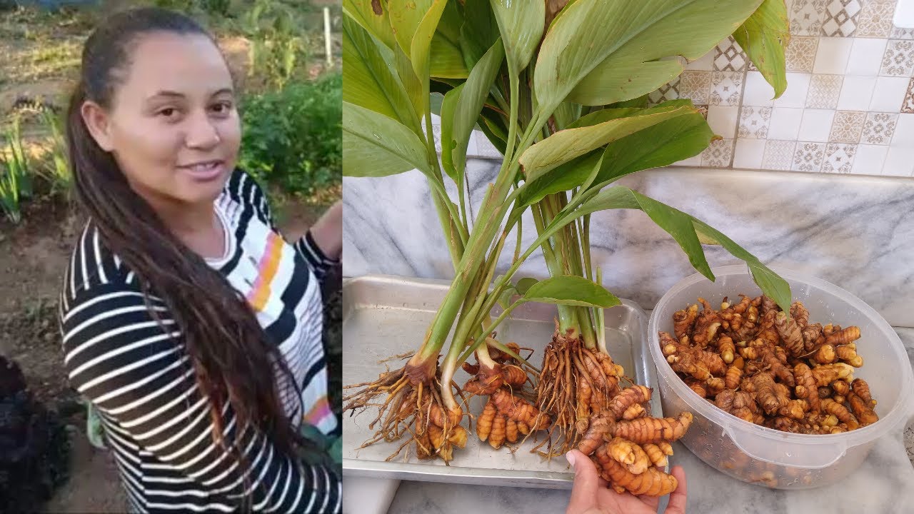 Nossa INCRÍVEL colheita de AÇAFRÃO DA TERRA