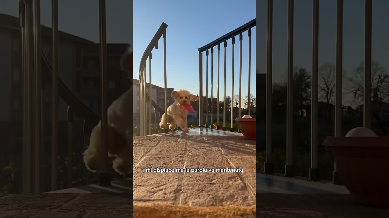 Lo scava buche 🐾 #cane #canedivertente #divertente #dog #funny