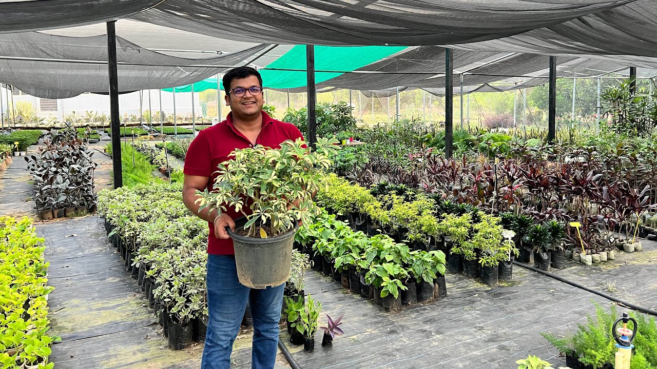 यहाँ मिल रहे है पौधे सिर्फ़ 10₹ में 😲 जल्दी करो कहीं देर ना हो जाए 🪴 10₹ Plants Sale 🤩