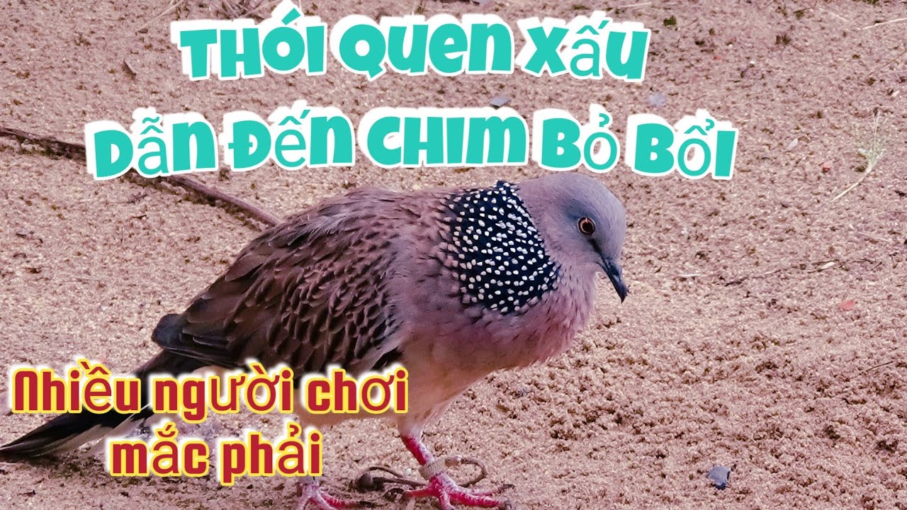 sai lầm khi nuôi chim cu gáy mồi malaysia quá thuần lên khách | Góc Nhỏ Quê Tôi