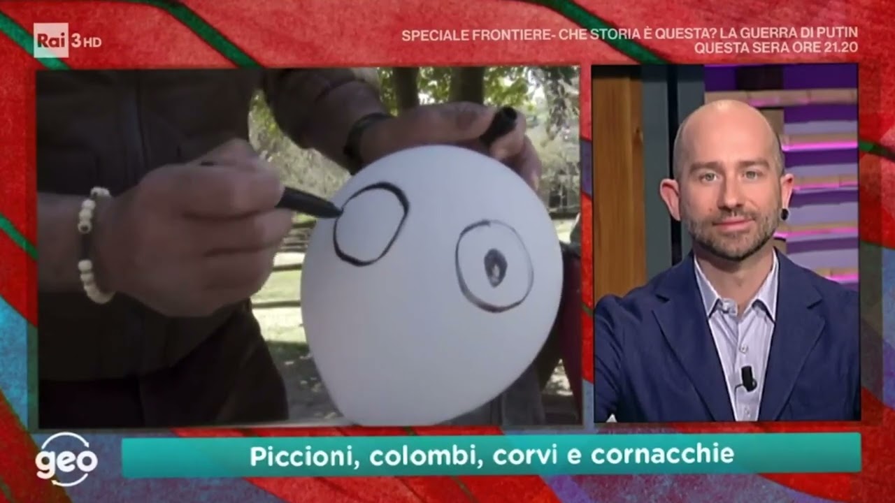 Andrea lunerti e i piccioni,colombi,corvi e cornacchie