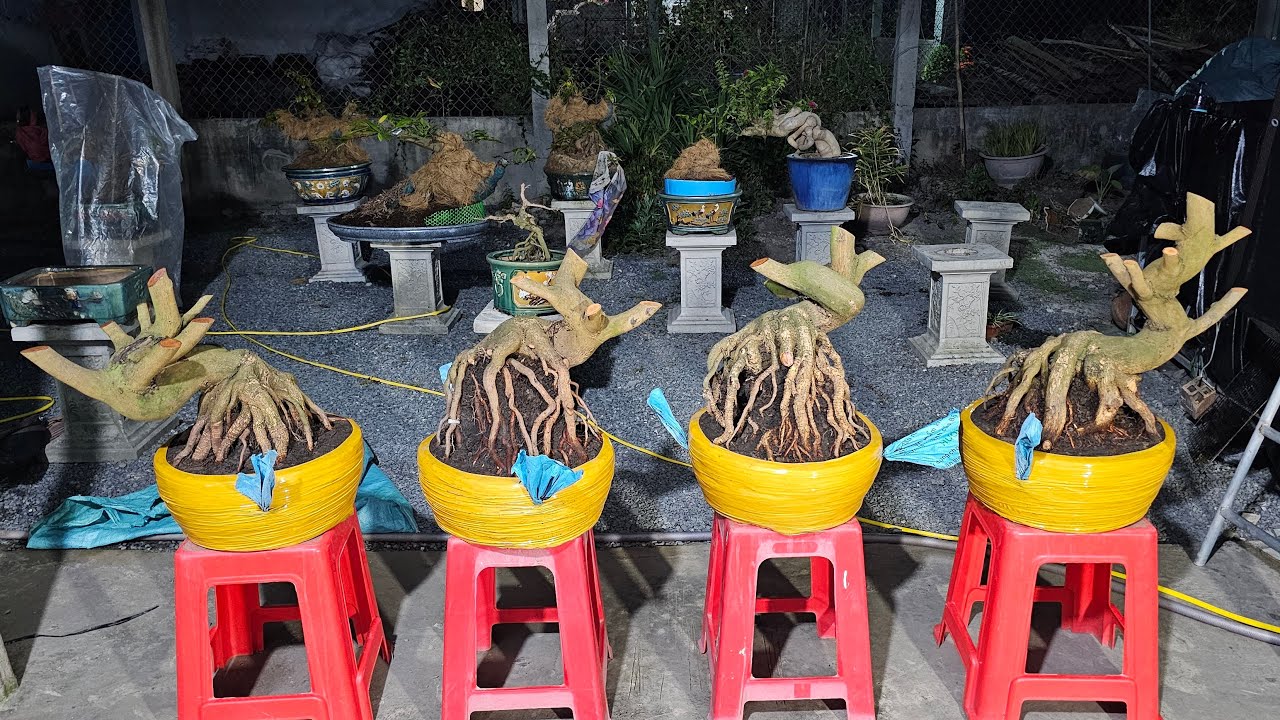 TÙNG MAI VÀNG 033 932 8187 dang phát Trực Tiếp kính mời 15 03