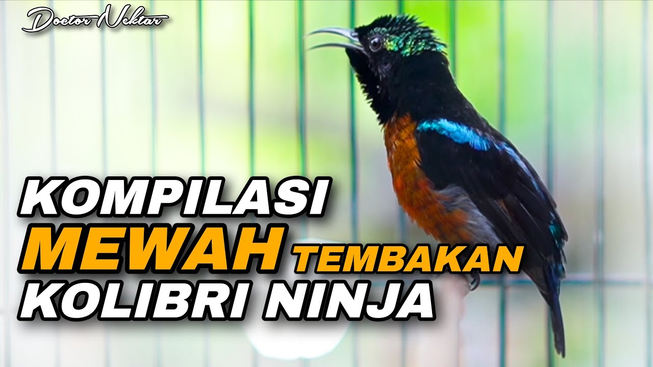 MEWAH !! KOMPILASI KONIN GACOR FULL ISIAN TEMBAKAN BREN PANJANG AUDIO JERNIH COCOK UNTUK MASTERAN