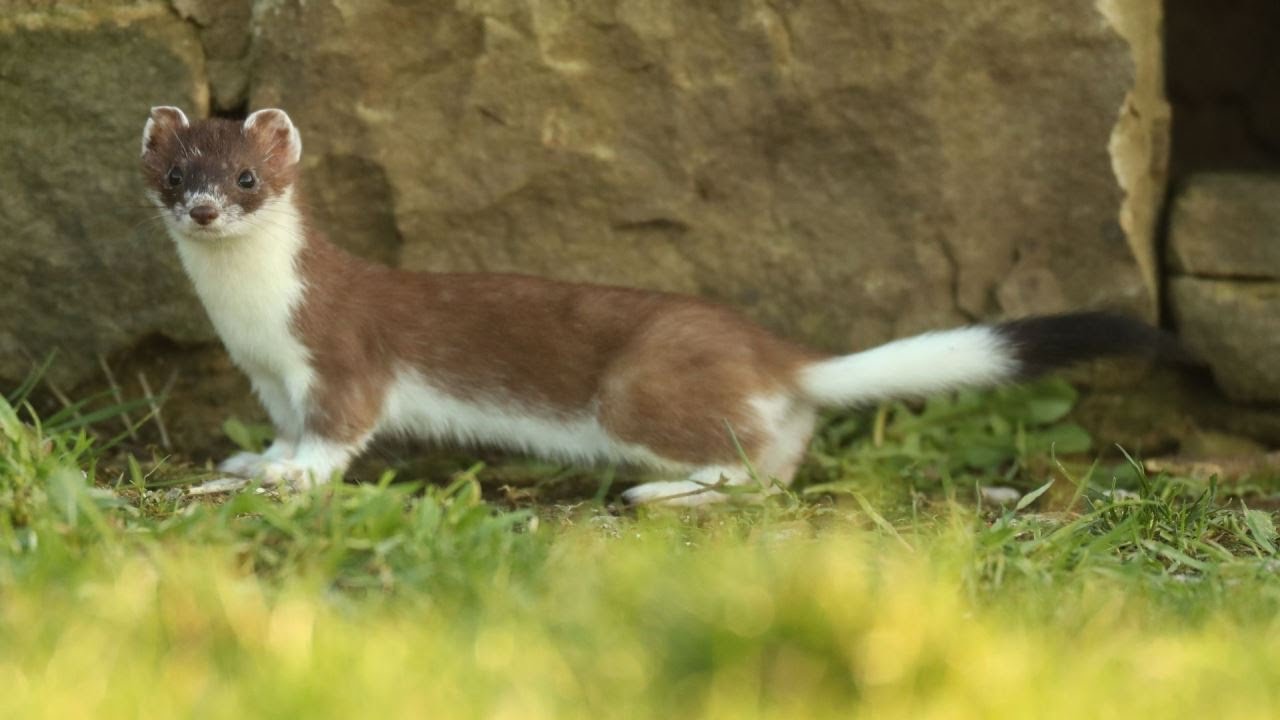 Bandita the Ermine Stoat Turns White for Winter | Discover Wildlife | Robert E Fuller