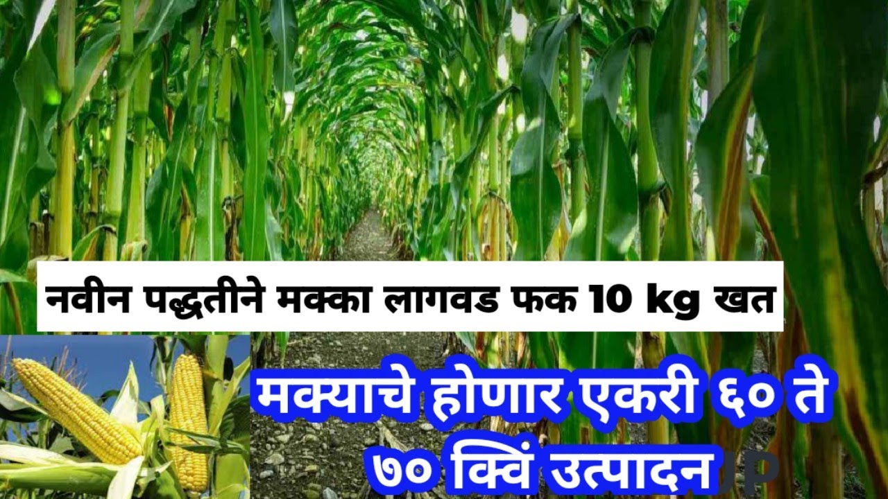 मक्का लागवड नवीन पद्धतीने करा नियोजन आणि घ्या एकरी 50 60 ते 70 क्विंटल उत्पादन #मक्का_की_खेती