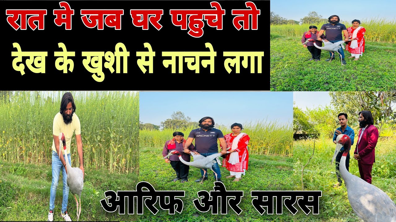 Saras Arif news || सारस आरिफ का प्यार दुनिया है हैरान 😱