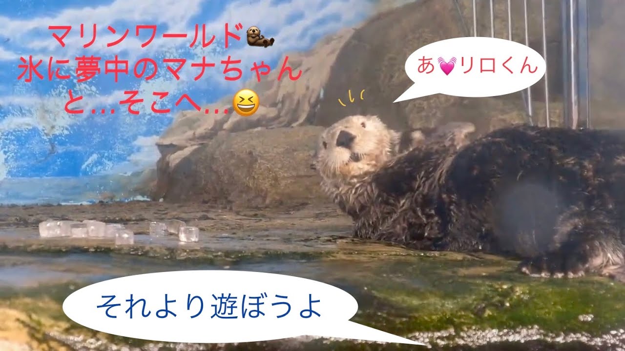 【氷に夢中ラッコ🦦マナ「それより僕と遊ぼ」とリロ】マリンワールド海の中道A sea otter Mana loves ice,  Liro wants to play with her.