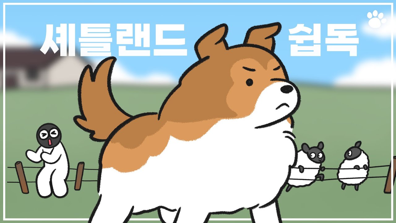 우아함이 남달라! 셰틀랜드 쉽독의 성격과 특징 4가지