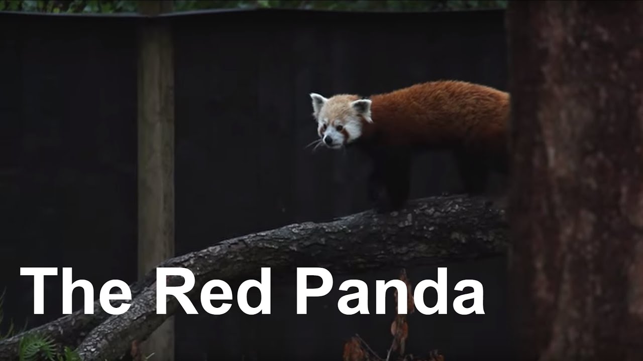 Red Panda Super cute and adorable  - j&auml;ttes&ouml;t och gullig r&ouml;d panda leker Kolm&aring;rden
