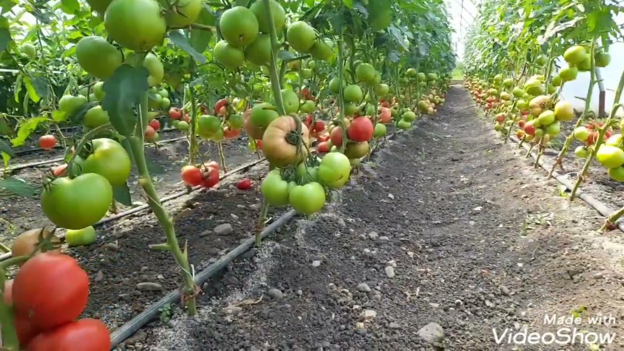 Recoltat de rosii frumoase și gustoase Siyana!