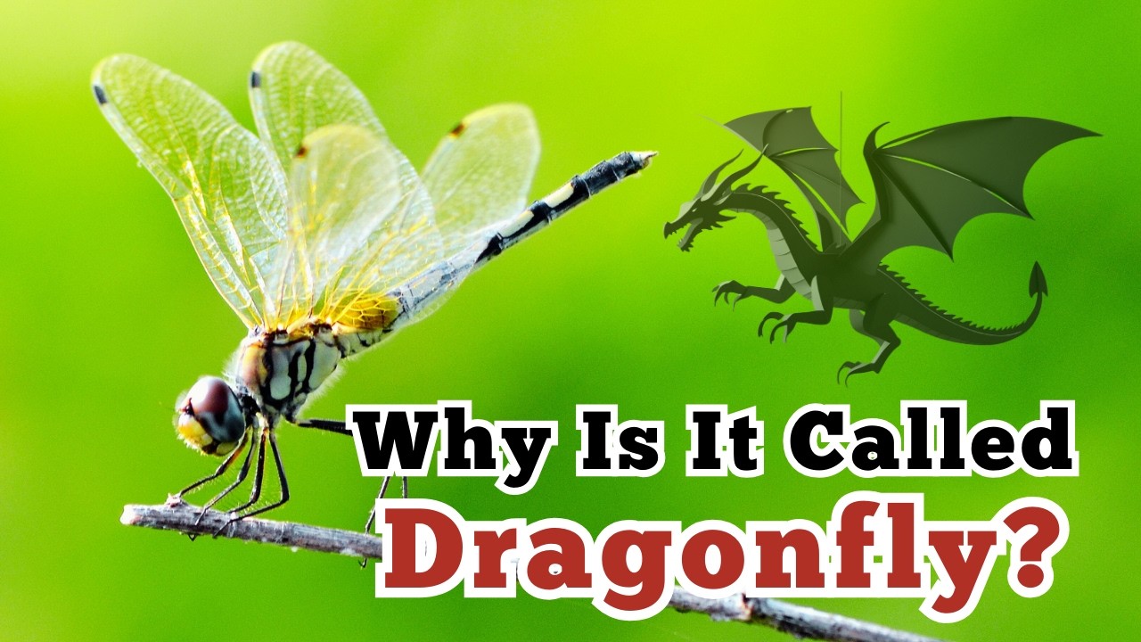 This Is Why They’re Called Dragonflies