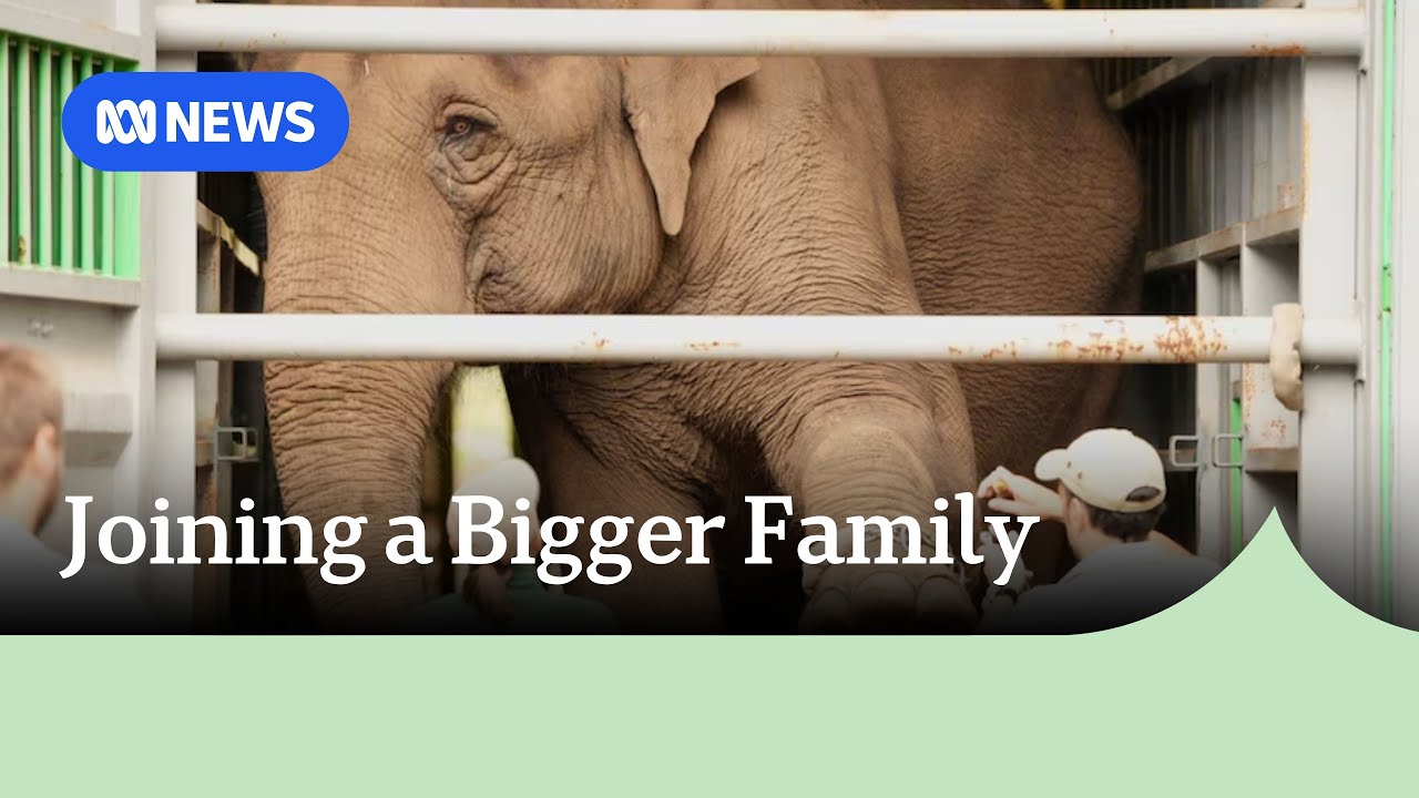 Taronga's elephants pack trunks for SA | ABC NEWS