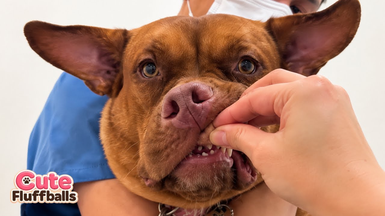 ПОПРОБУЙТЕ НЕ СМЕЯТЬСЯ 😂 Самые смешные кошки и собаки 2025 года 🐶😹 | Вирусная подборка животных!