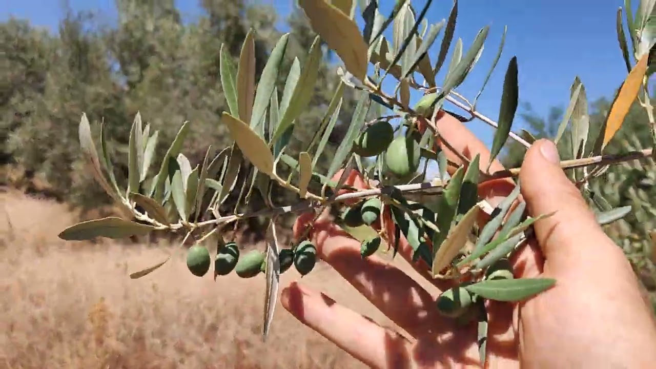 La importancia del manejo de suelo en el olivar