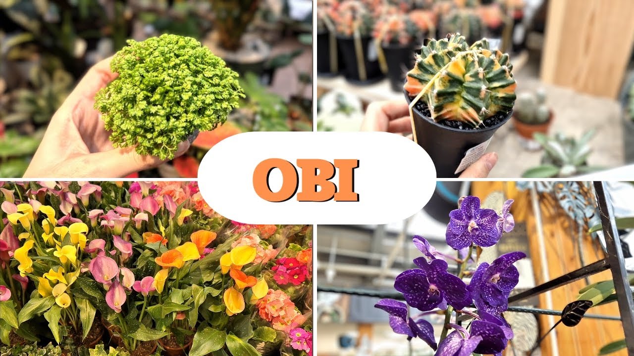 OBI🔥 PRZEGLĄD ROŚLIN W SKLEPIE ❗NOWE ODMIANY❗