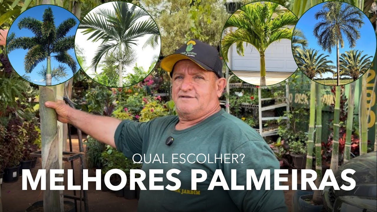 4 TIPOS DE PALMEIRA PARA SUA CASA OU EMPRESA - FLORICULTURA EM RIBEIRÃO PRETO