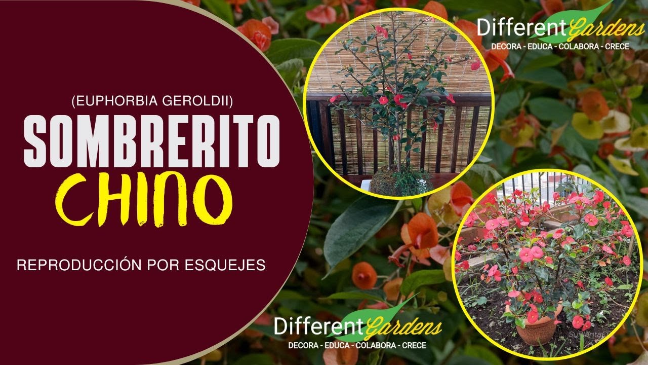Sombrerito Chino: reproducción por esquejes