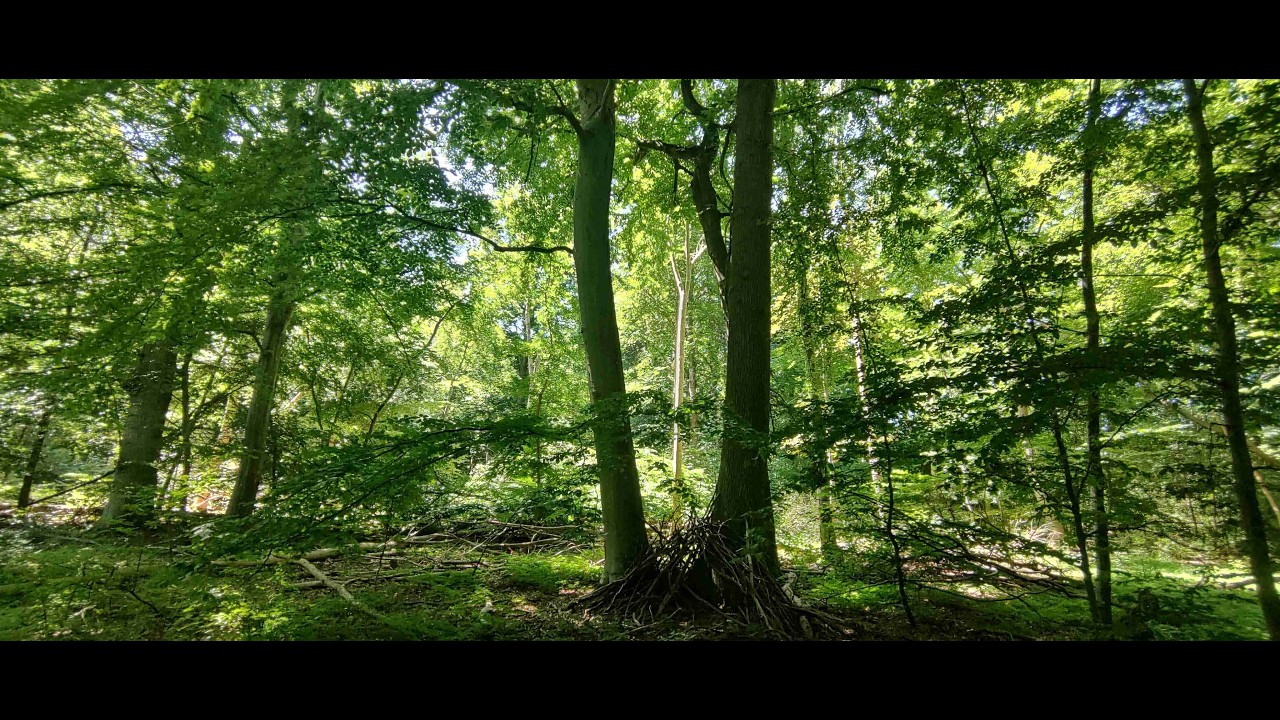 10. juli 2025 N&aelig;stved &ndash; Herlufsholmskoven (R&aring;dmandshave)