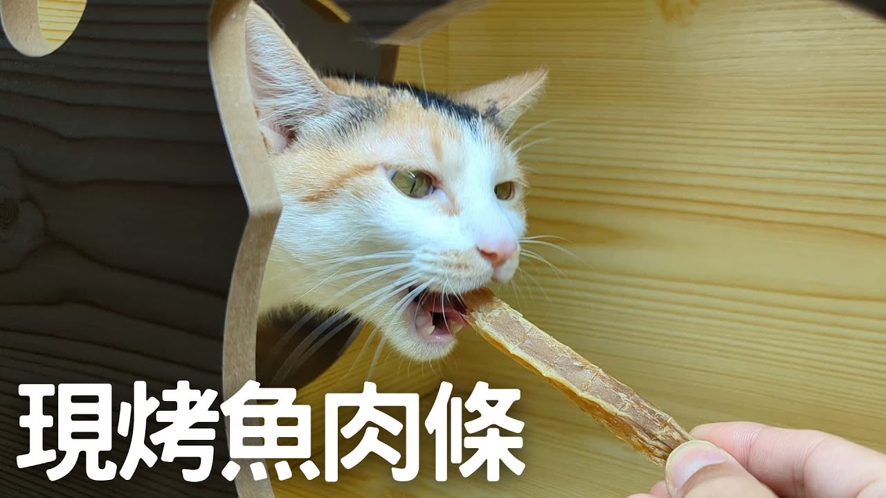 【從海洋到餐桌EP.7】龜山島釣煙仔虎做魚肉干，希望下一次不要再暈船了。