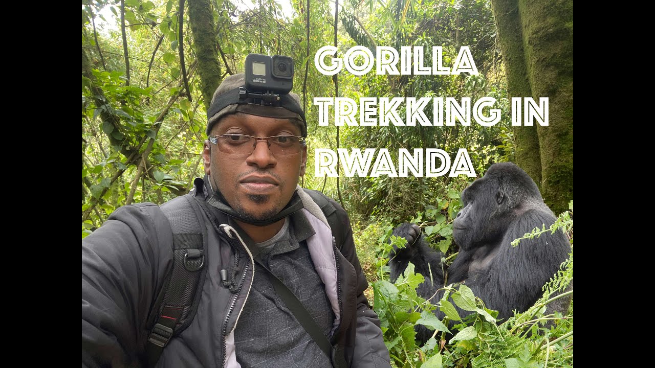 Meet The SILVERBACK MOUNTAIN GORILLA with rare TWIN BROTHERS