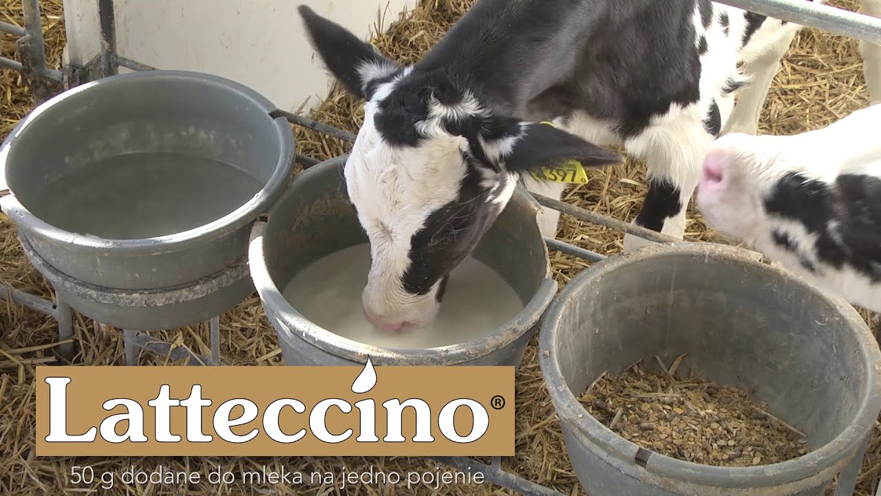 Odch&oacute;w cieląt młodszych w Sano Agrar Institut