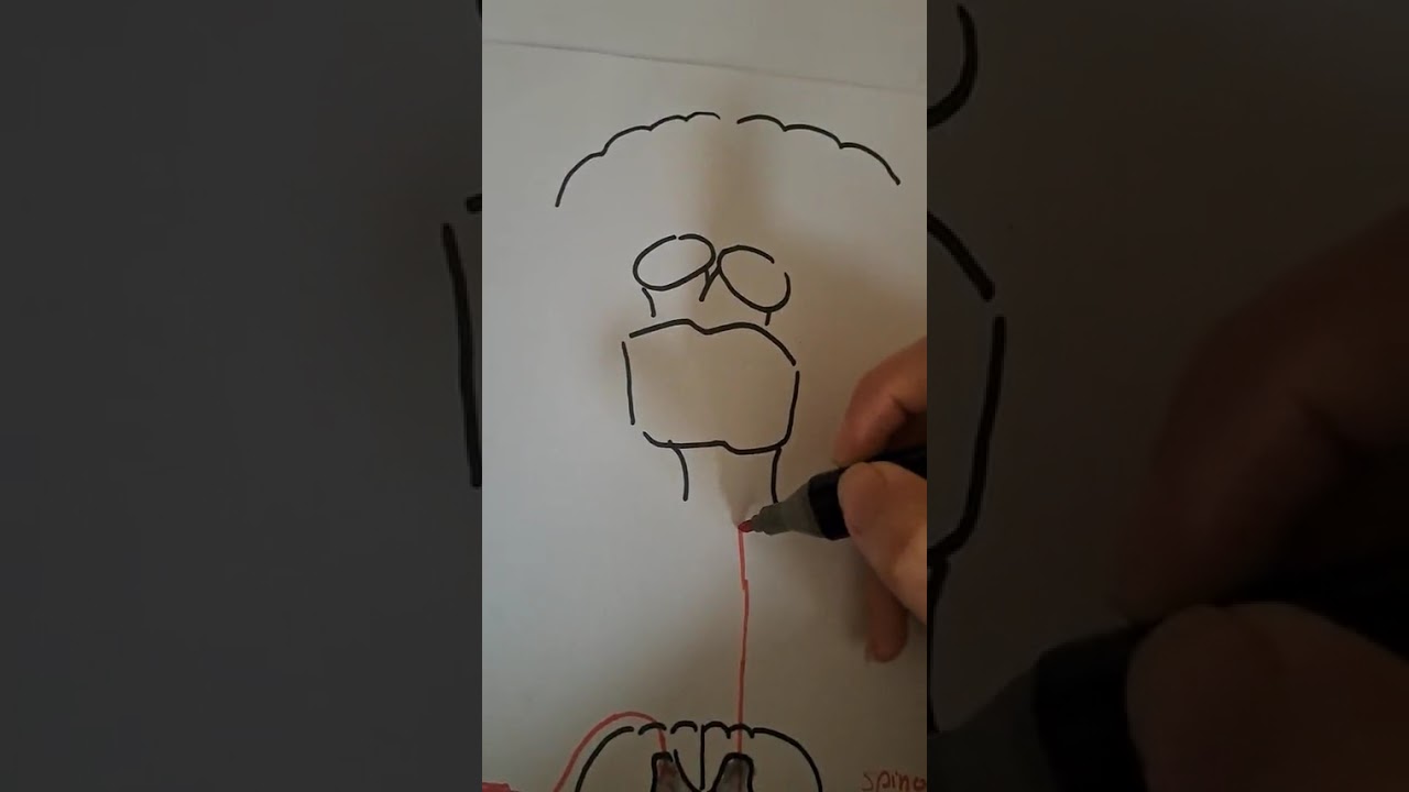 Ventrolateral system 2