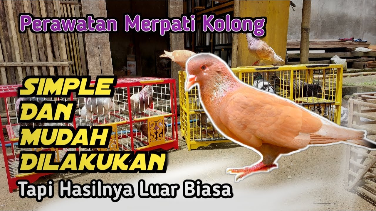 Perawatan Merpati Kolong Simple dan Mudah Dilakukan