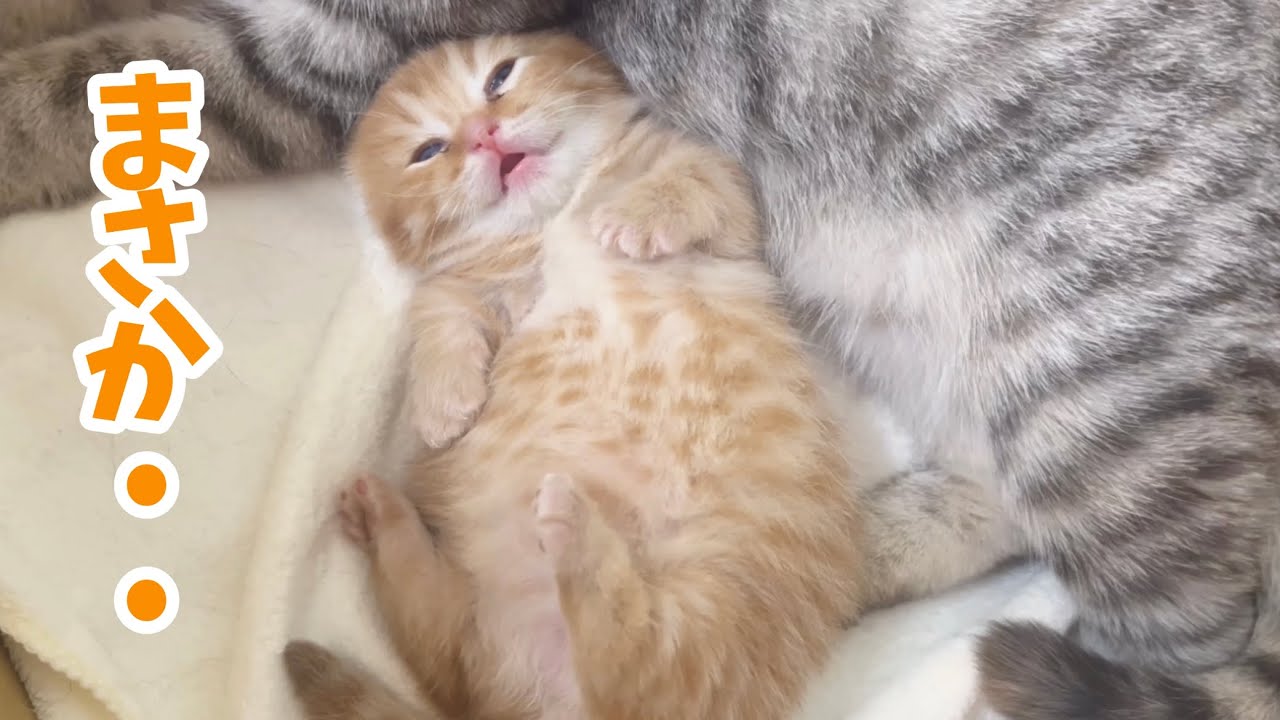 キレイな顔してるだろ...寝てるんだぜこれw  マンチカンの子猫ぽちゃくんの成長記録💕【生後18日目】