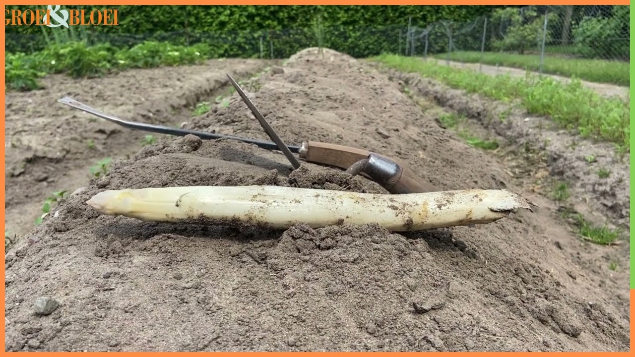 Groei & Bloei OpentuinTV: Tuin van Hennie en Martha Hendriks in Wijchen