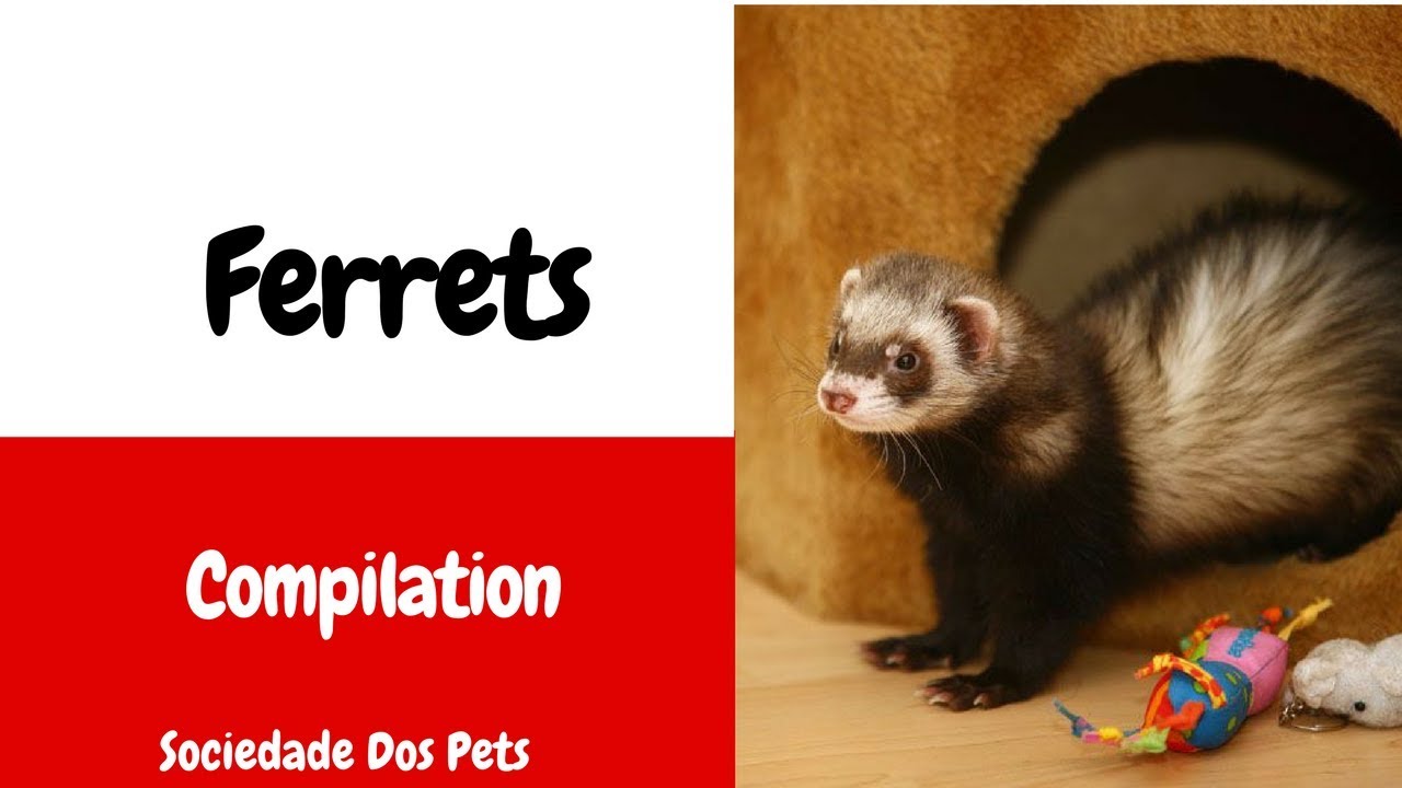 Ferrets (Ou furões)| Compilation - Sociedade Dos Pets