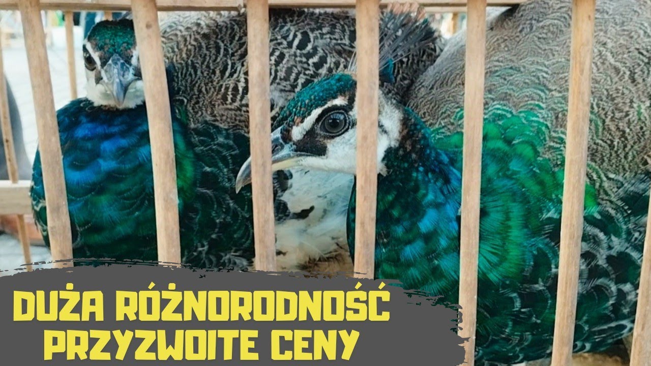 Giełda Zwierząt Lublin 12.10.2024 Gołębie Bażanty Pawie Indyki Perliczki Króliki Kaczki Kury Papugi