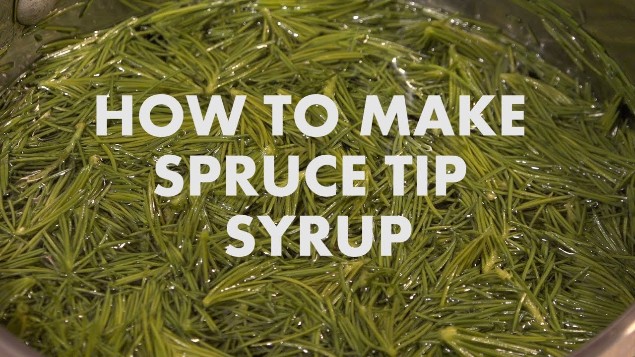 How to Make Spruce Tip Syrup