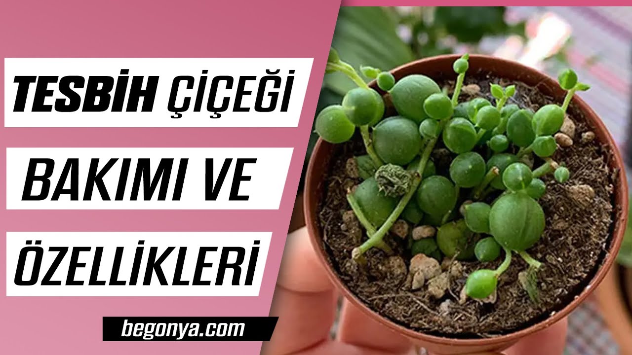 Tespih Çiçeği Bakımı ve Özellikleri