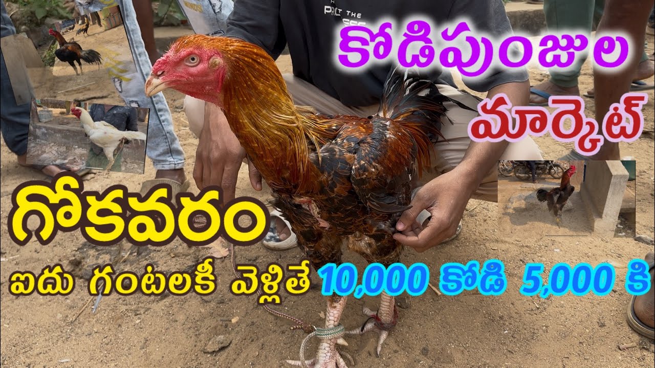 || గోకవరం పందెం  కోడి పుంజులు మార్కెట్ || #gokavaram  Santha #eastgodavaridistrict