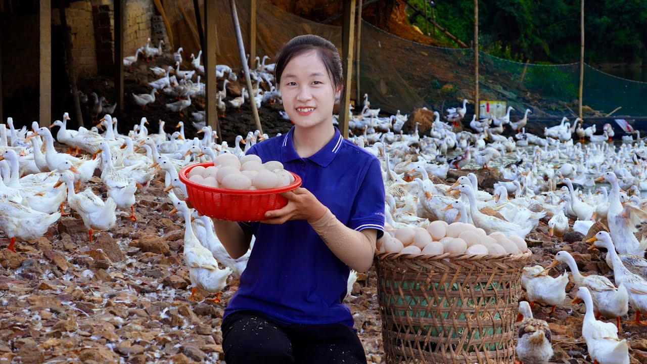 Ella Harvesting Duck's egg Go to the market to sell