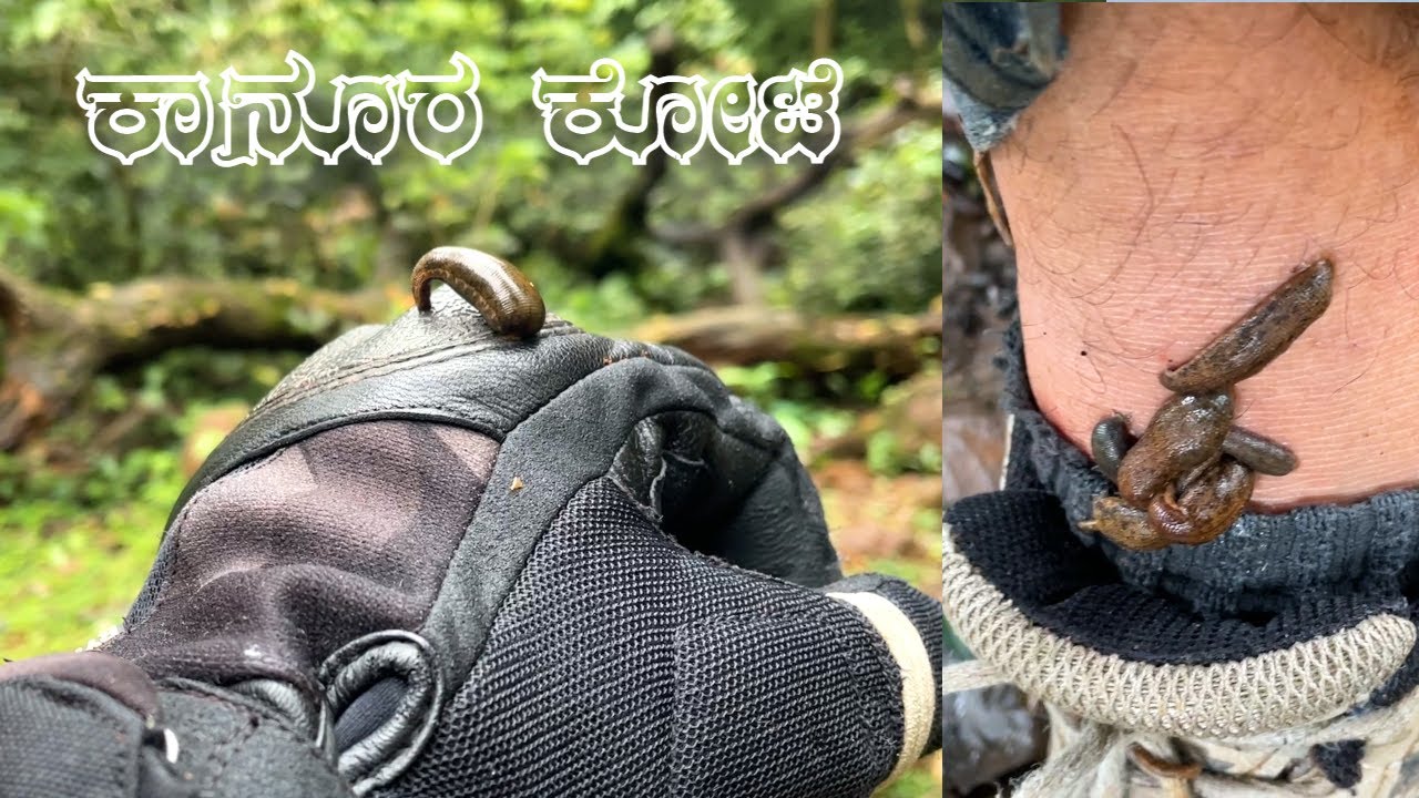 ಕಾನೂರ ಕೋಟೆಯಲ್ಲಿ Leech ಹಬ್ಬ!! - Magical Roads To Kanoor Fort - AnnyArun