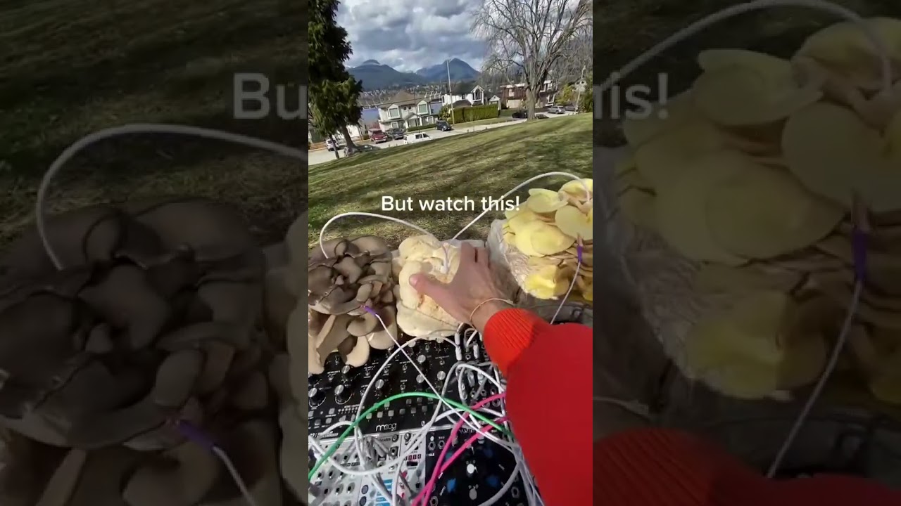 Modern Biology - Mushroom Synthesizer!