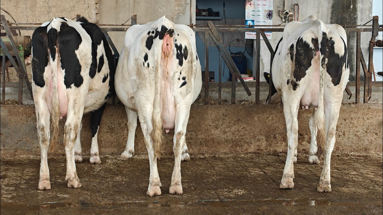 3 Cows for sale, 3 ਗਾਵਾਂ ਵਿਕਾਊ 