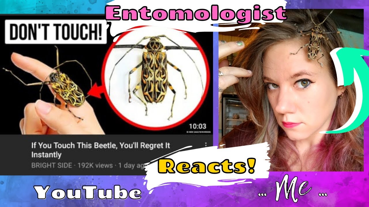 Bug Scientist Reacts | Don't Let Them Scare You!